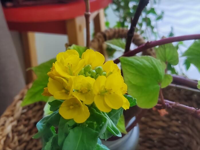 가운데-봉오리들이-가득-들어있고-주변에-노란색-생화들이-피어있는-모습