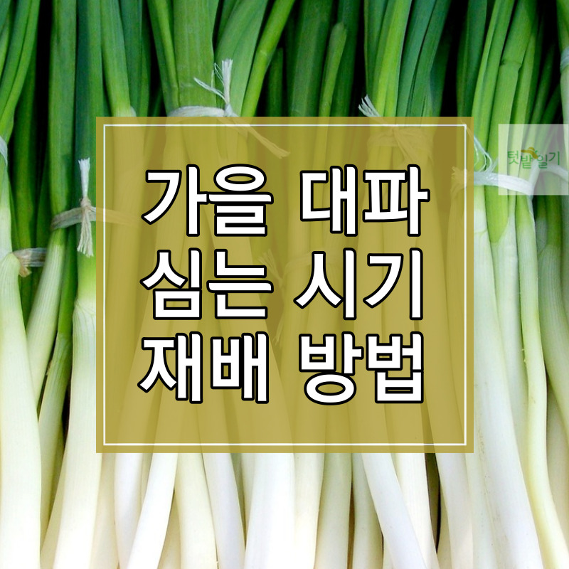가을 대파 심는 시기 및 재배방법 썸네일