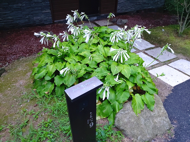 포레스트 리솜 산책로