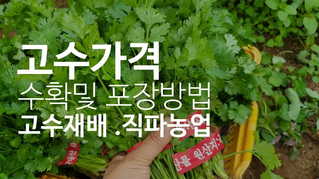 고수 재배 허브 키우기 상자 텃밭 통풍 관리_5