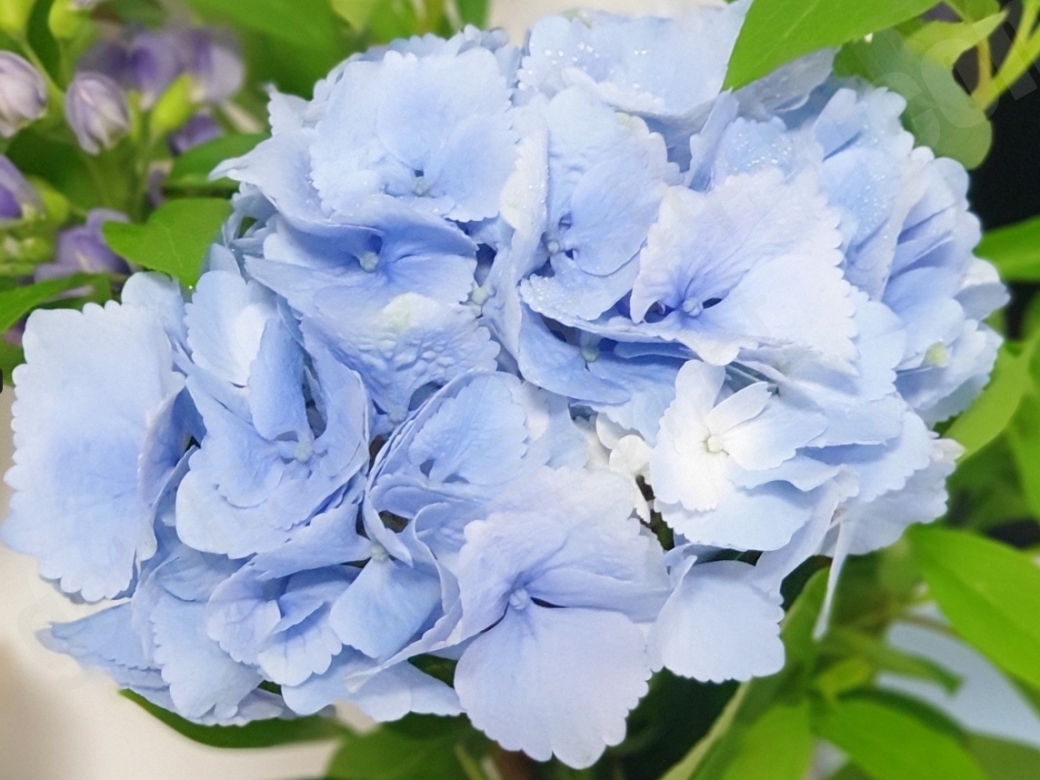 파란 수국 꽃다발