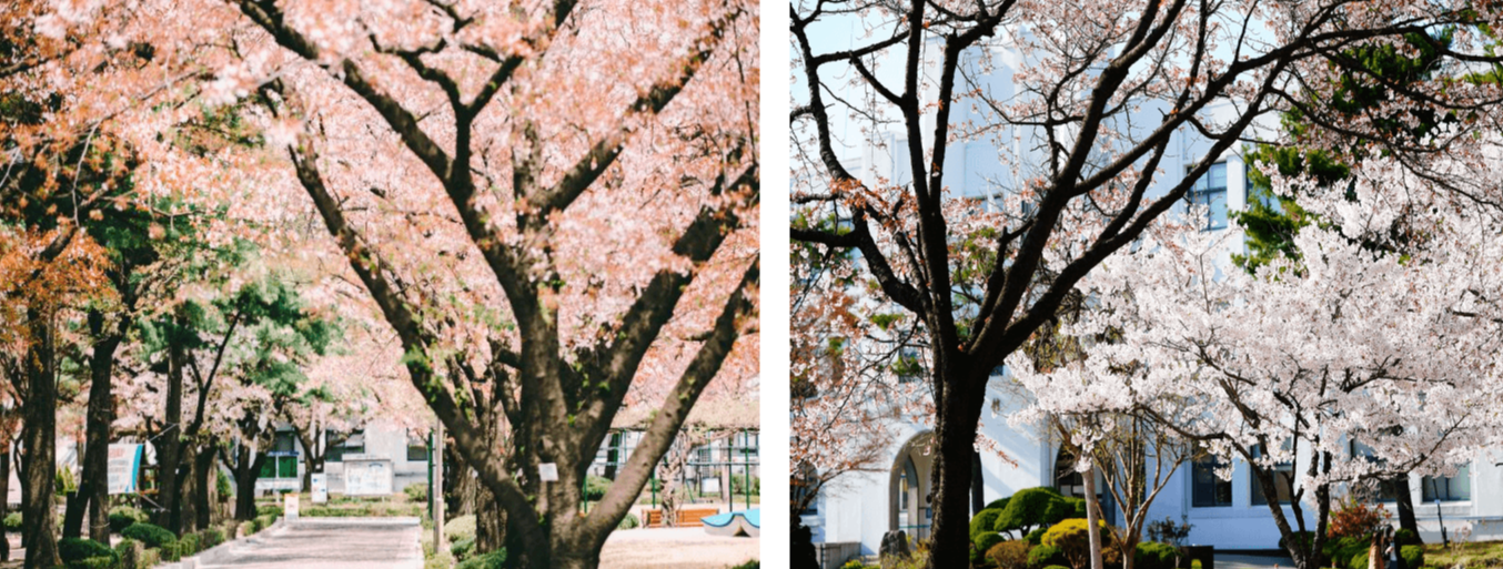 서울에서 꼭 가야할 벚꽃 명소