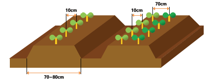 대파 모종, 파종, 심는 시기, 키우기 방법