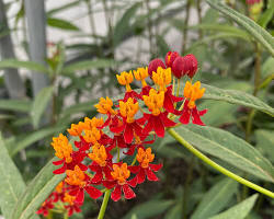 아스클레피아스(금관화) 이미지 사진