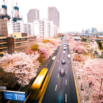 2025년 서울 벚꽃개화시기 예측(+서울 벚꽃 명소추천)