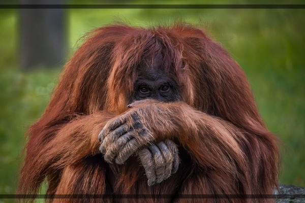 지구가 아파요. 4 오랑우탄, 팜유 개발로 불타는 숲 사라져가는 숲의 지혜