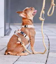 강아지 입양 전 필수 준비물 체크리스트 10가지