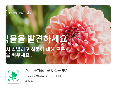 꽃검색1