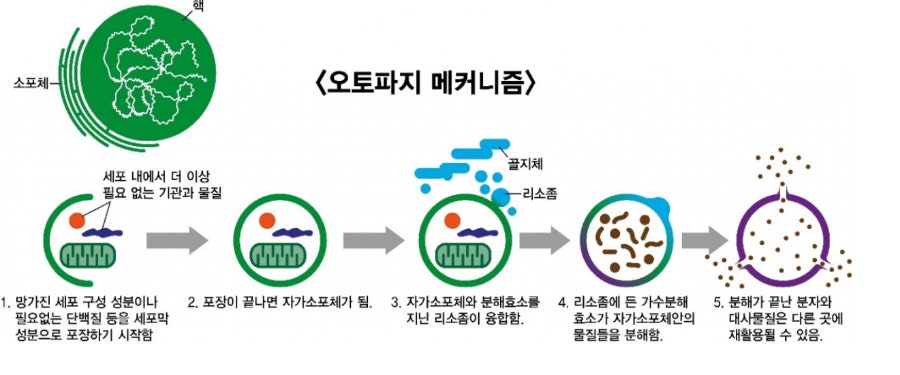 세포가 노폐물을 재활용하여 에너지로 쓰는 자가포식 과정과 단식의 효과
