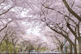 제주도 1박2일 봄 여행 - 도민 추천 숨은 명소 총정리