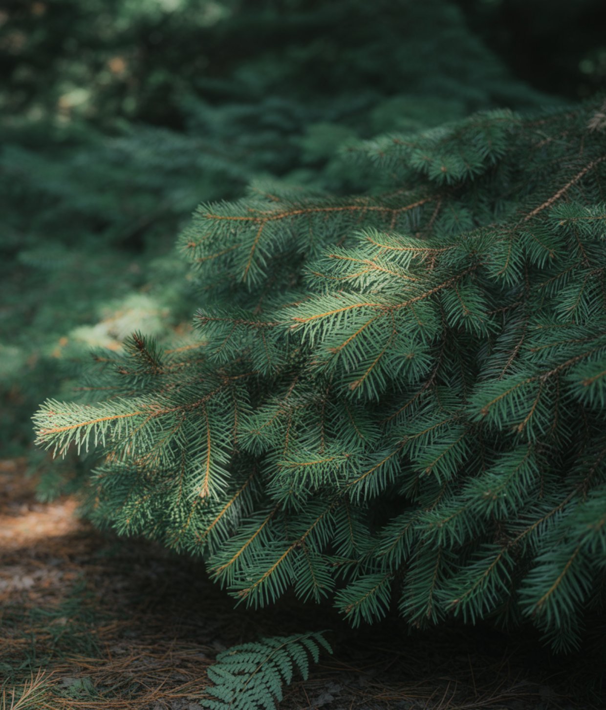 크리스마스트리의 '왕', 구상나무