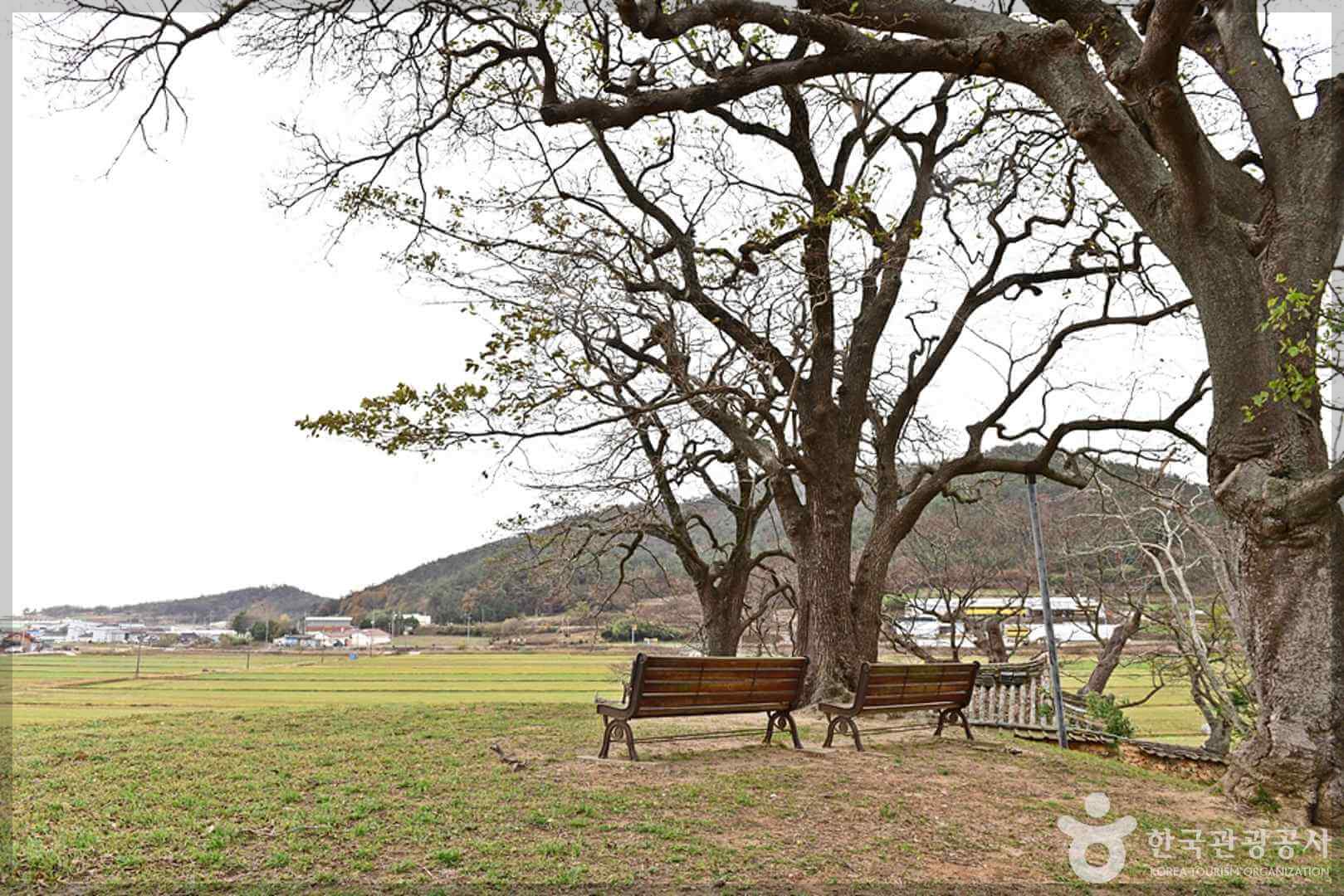 이팝나무 군락지 추천 명소 (best3)