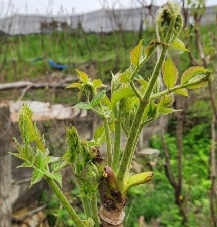 6시내고향-두릅-충북-청주