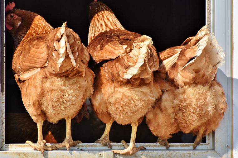 2023년 닭띠운세