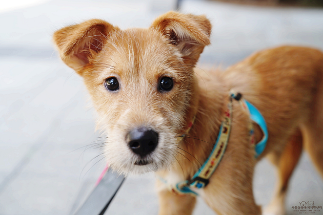 서울시 유기동물 만남의 날