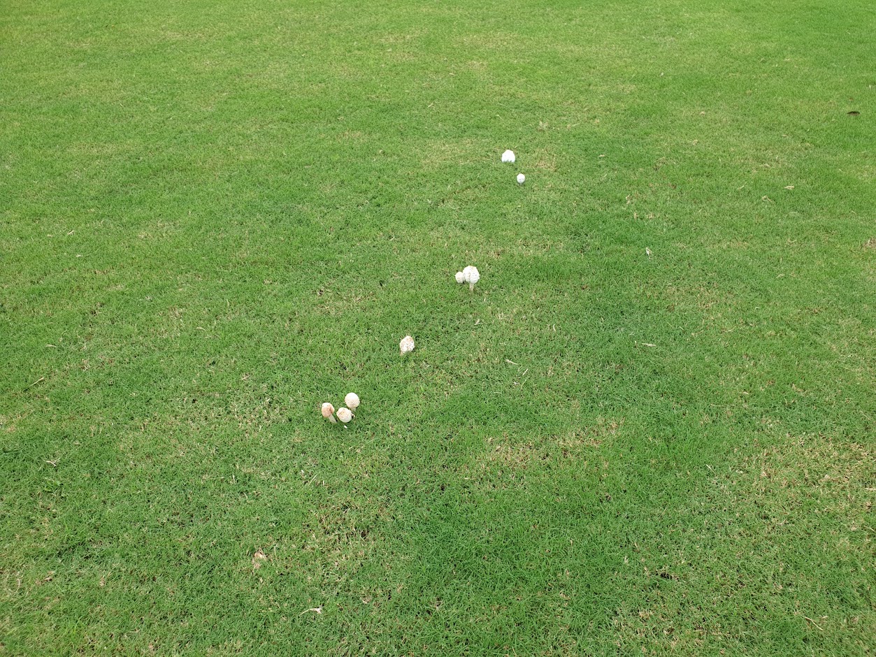 강원지역 노캐디 골프장