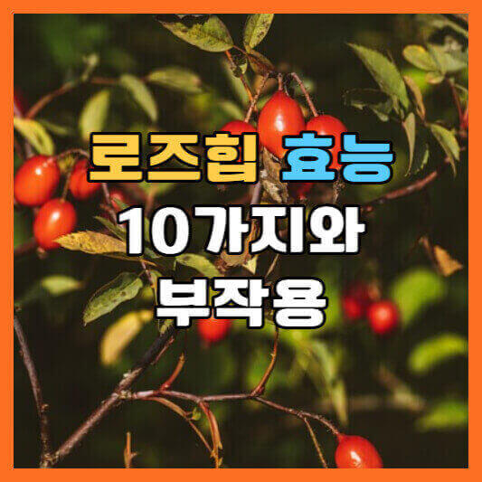 로즈힙-열매