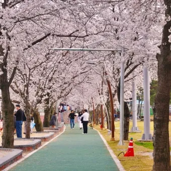 구례 가볼만한곳 베스트10 섬진강 벚꽃길 사성암 드라이브_19
