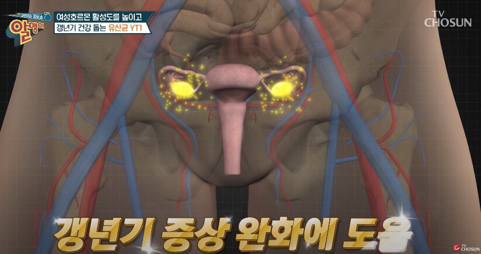 갱년기 유산균 - 여성 갱년기 유산균 YT1 효능