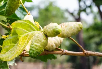 노니 효능 및 영양성분, 부작용과 주의점