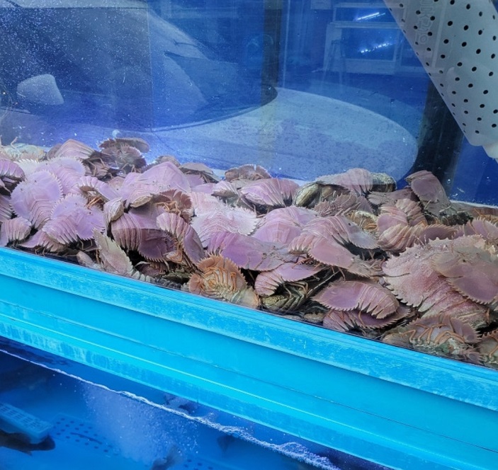 남겨서-뭐하게-제주-부채새우-