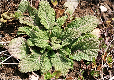 곰보배추 효능&amp;#44; 먹는 법 총정리 