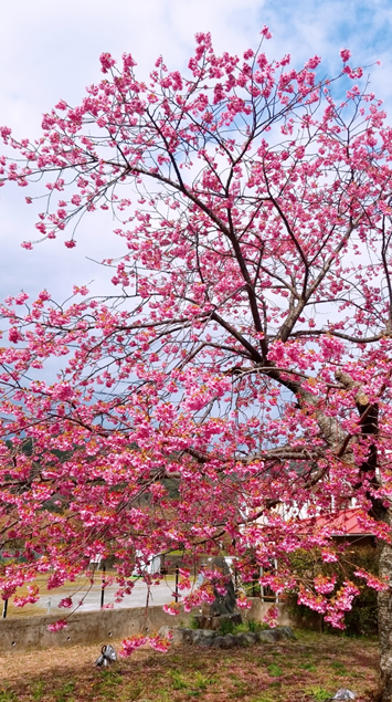 흐드러지게 핀 카와즈자쿠라