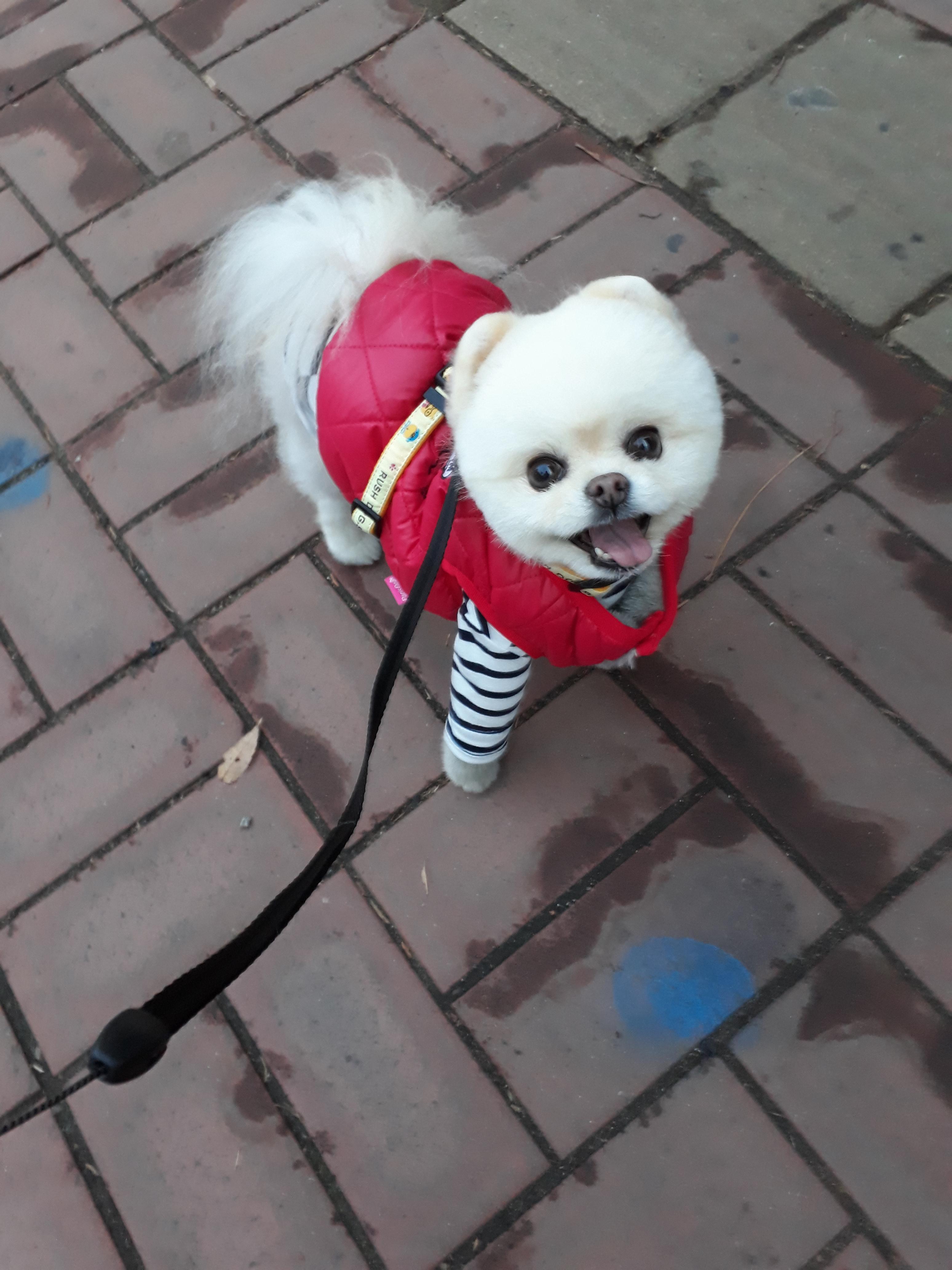 강아지 백내장 초기 증상과 확인법 : 예방법 3가지