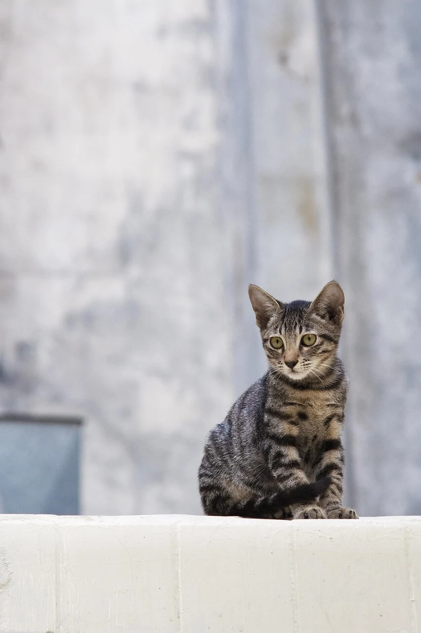 고양이 만성 췌장염 증상 치료