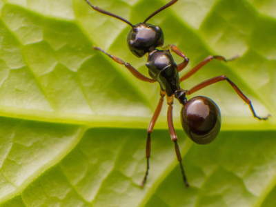 개미를 죽이는 꿈 해몽 꿈해석 의미 풀이