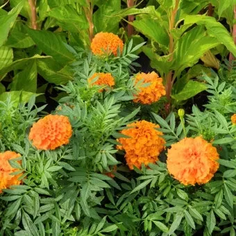 8월에 피는 꽃 이름 종류별 특징 정리 보기_19