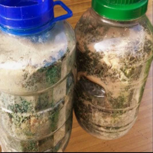 쇠비름 먹는 방법, 쇠비름 효소 만들기