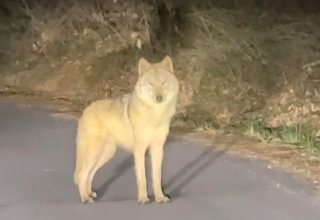 늑구 포획 성공 마취총 생포 건강상태(영상)