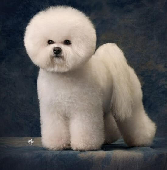 비숑이 앞을 응시하고 있다.