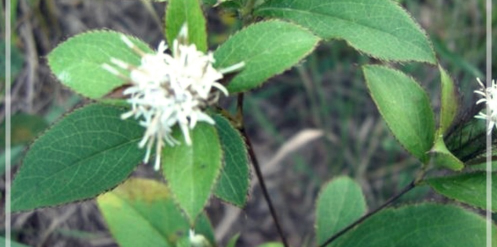 삽주의 효능 및 활용법