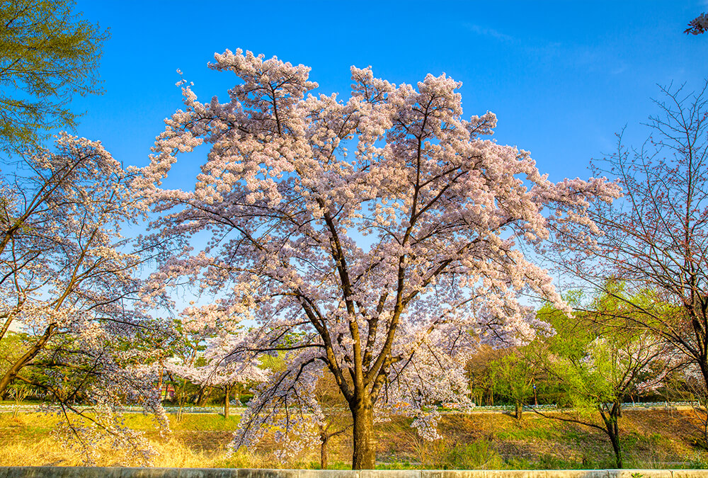 분당중앙공원 벚꽃 - 16