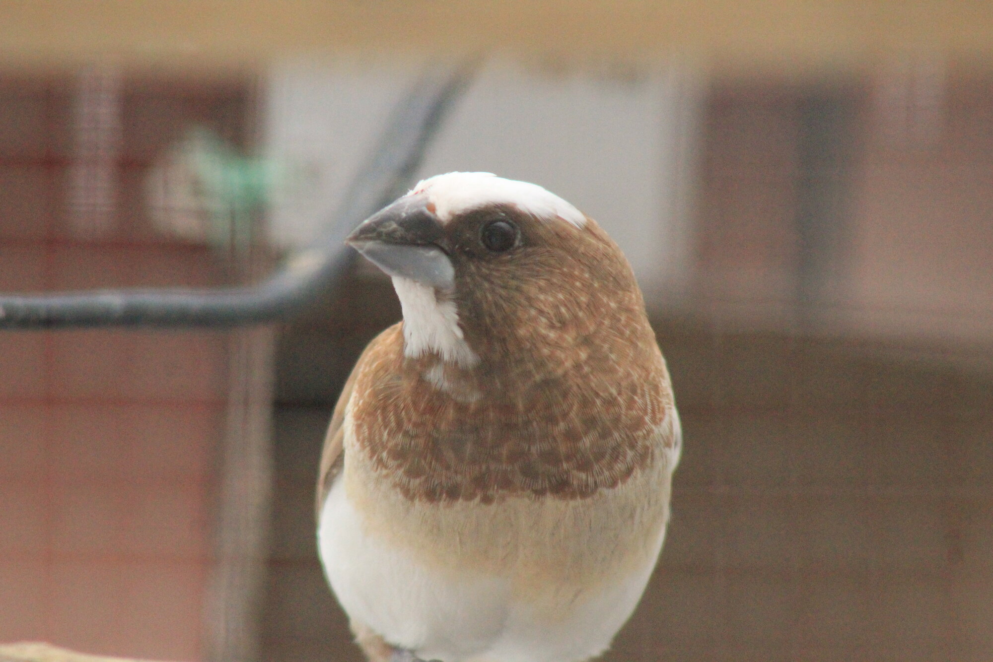 Society finch
