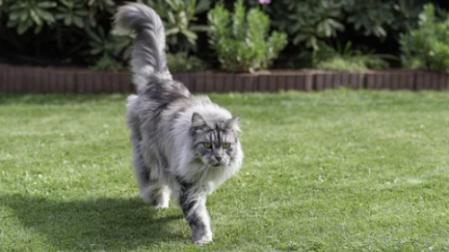 메인쿤 /출처 :어도비스톡