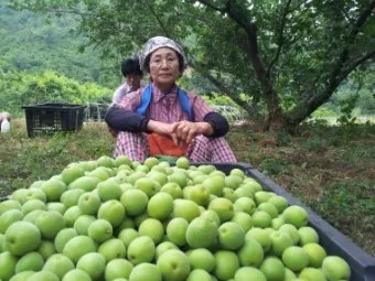 매실 수확 시기 매실장아찌 매실청 매실주 담그는 법_4