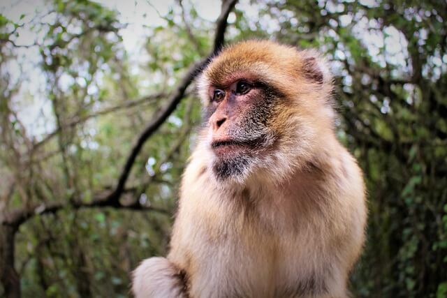 2024년 신년운세 원숭이띠 2월 떨어져도 다시올라가고~