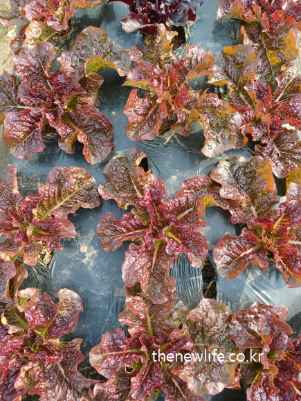 Deep red lettuce with thick, wrinkled leaves arranged in rows-진한 붉은빛이 도는 주름진 잎의 상추가 정렬된 모습