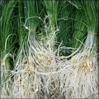 달래 손질 방법 달래장 맛있게 꿀팁_6