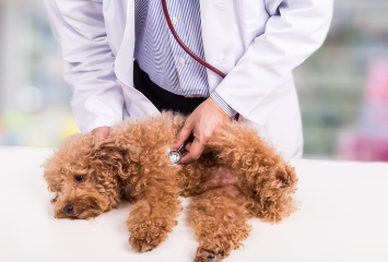 개 눈병 예방, 조기 발견 팁.