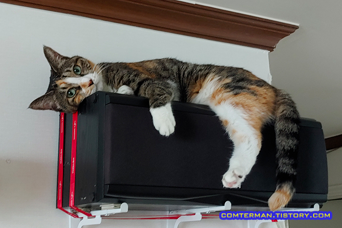 거실 천장 고양이 쉼터