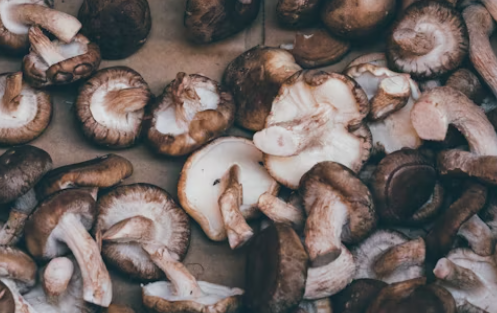 표고 버섯 효능 : 항산화 작용