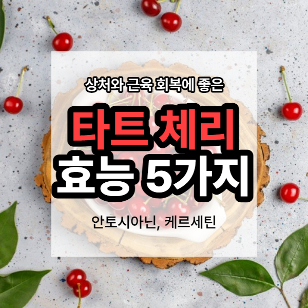 타트 체리 안토시아닌