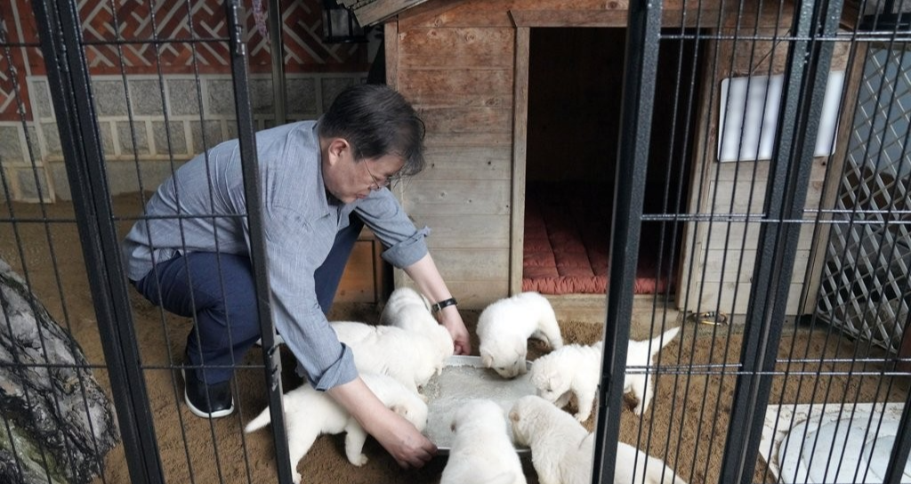 문재인 풍산개 파양