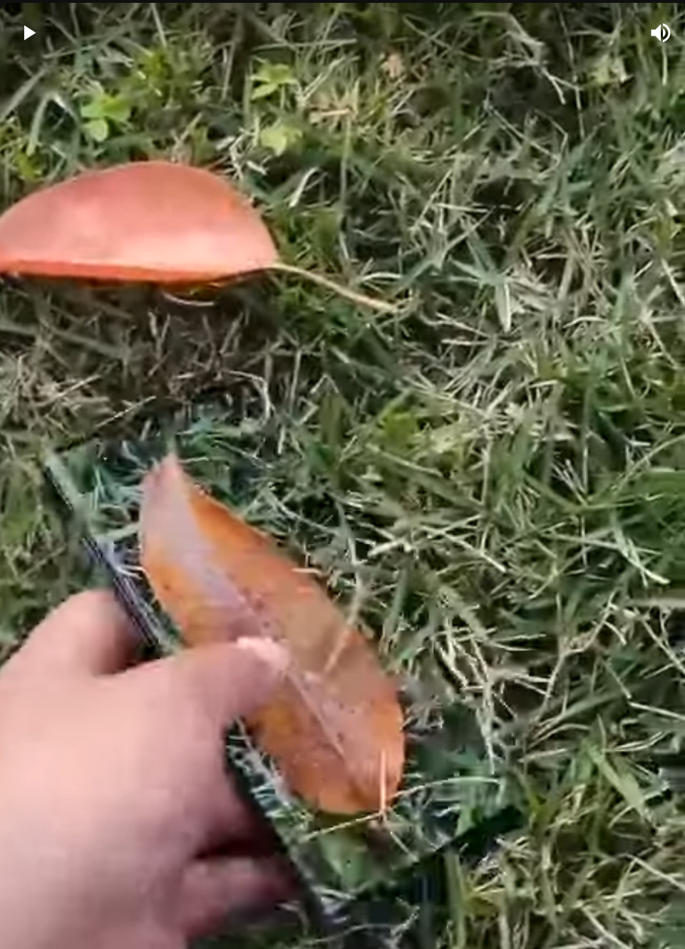 갤럭시 S22 울트라 디스플레이