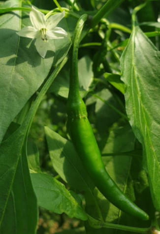 알트태그-청양고추