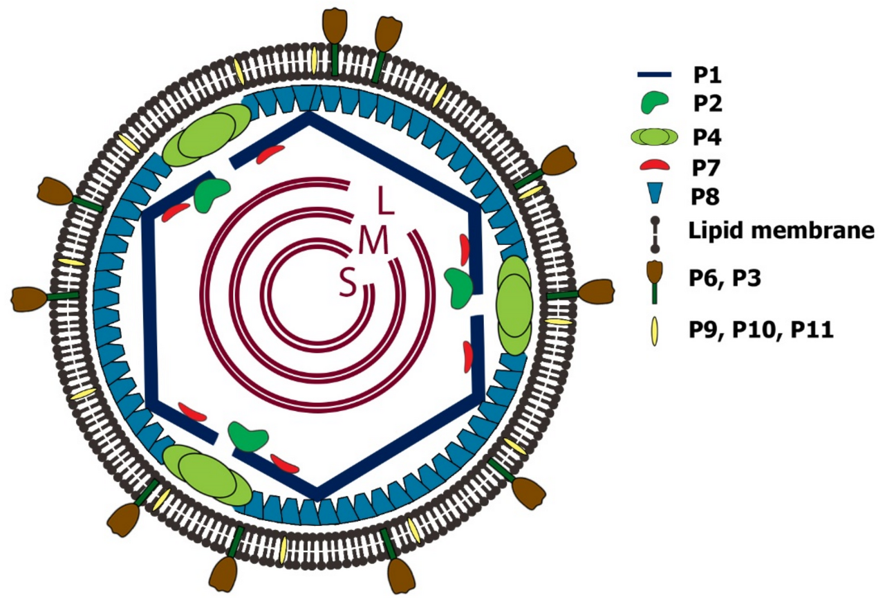 시스토바이러스 구조